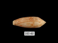 藏品(飛彈芋螺)的圖片